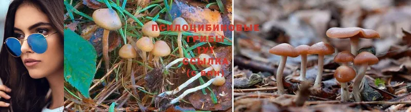 Галлюциногенные грибы Psilocybe  Пермь 